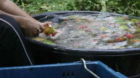 Rambutan cleaning Stock Footage 35928634