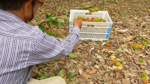 Rambutan Stock Footage 76382846