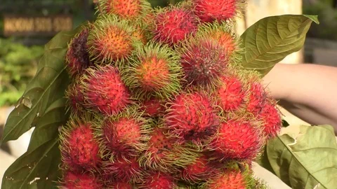 Rambutan Stock-Footage 112651415