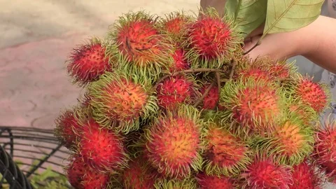 Rambutan Stock Footage 112689156