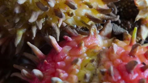 Rambutan Stock Footage 330032692