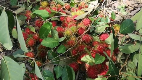Rambutan fruit after being picked and collected in the garden Stock Footage 144615224