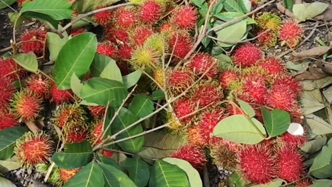 Rambutan fruit after being picked and collected in the garden Stock Footage 144615243