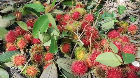 Rambutan fruit after being picked and collected in the garden Stock Footage 144615258