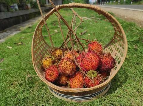 Rambutan fruit in a basket Stock Photos