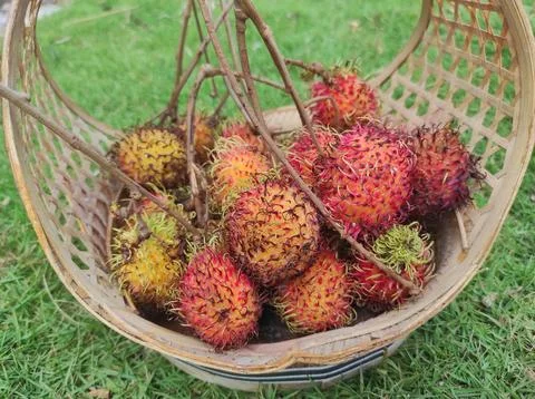 Rambutan fruit in a basket Stock Photos