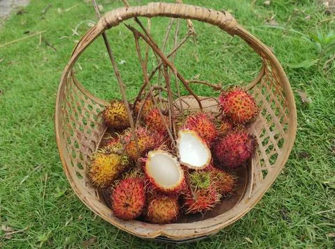 Rambutan fruit in a basket Stock Photos