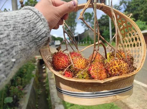 Rambutan fruit in a basket Stock Photos