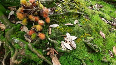 Rambutan fruit between tree roots and green moss 02 Stock Photos