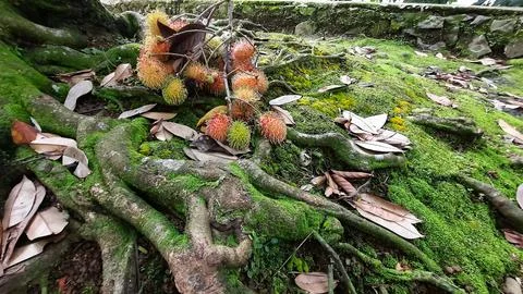 Rambutan fruit between tree roots and green moss 01 Stock Photos