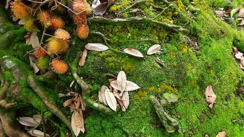 Rambutan fruit between tree roots and green moss 03 Stock Photos