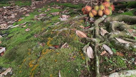 Rambutan fruit between tree roots and green moss 04 Stock Photos