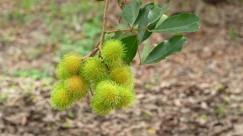 Rambutan Fruit Bunch Preparing to Ripen and Swaying in Wind Vidéo 336315477
