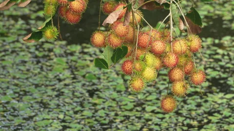 Rambutan Fruit Clusters Hanging Low Over Natural Water Pond 스톡 동영상 337232373