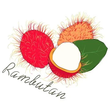 Rambutan, fruit drawings with the name vector illustration. Stock Illustration