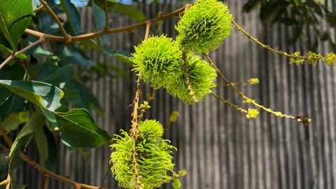 The rambutan fruit growing on a tree Stock Photos