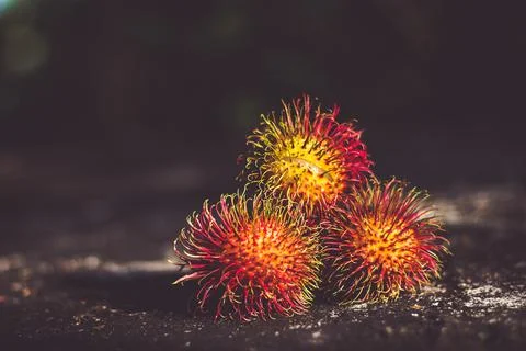 Rambutan Fruit |  Nephelium lappaceum Stock Photos