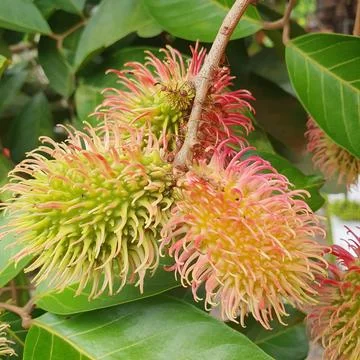 Rambutan fruit on old tree Stock Photos