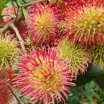 Rambutan fruit on old tree Stock Photos