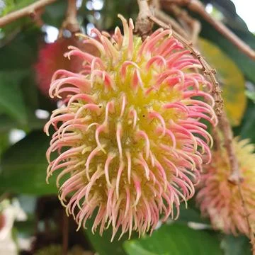 Rambutan fruit on old tree Stock Photos