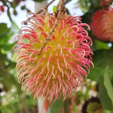 Rambutan fruit on old tree Stock Photos