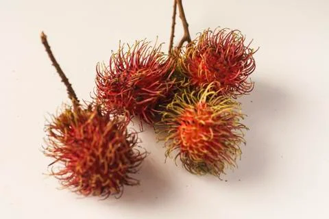 Rambutan fruit Stock Photos