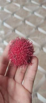 Rambutan fruit Stock Photos