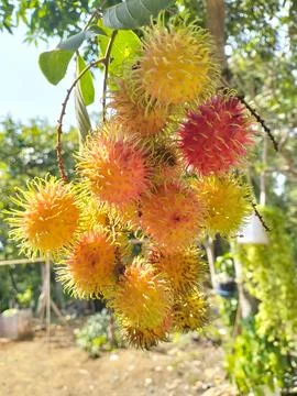Rambutan fruit Stock Photos