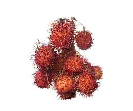 Rambutan Fruit Stock Photos