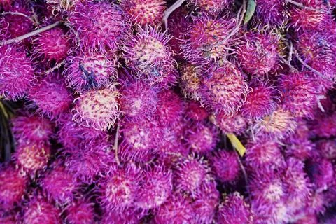 Rambutan Fruit Stock Photos