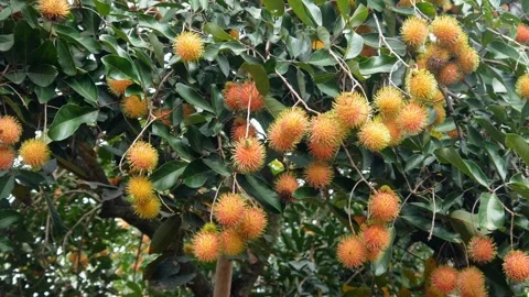 Rambutan fruit is thick on the tree blown by the wind. rambutan season Stock Footage 300489776
