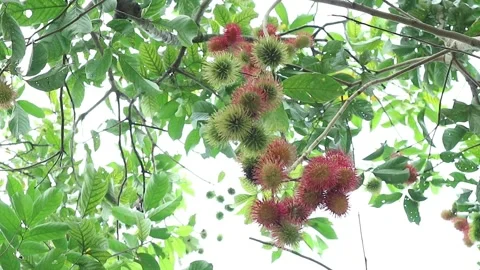 Rambutan fruit on the tree during the day. Stock Footage 162879730