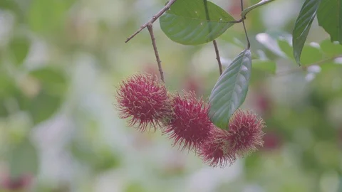Rambutan Fruit On  Tree Видео 127610418