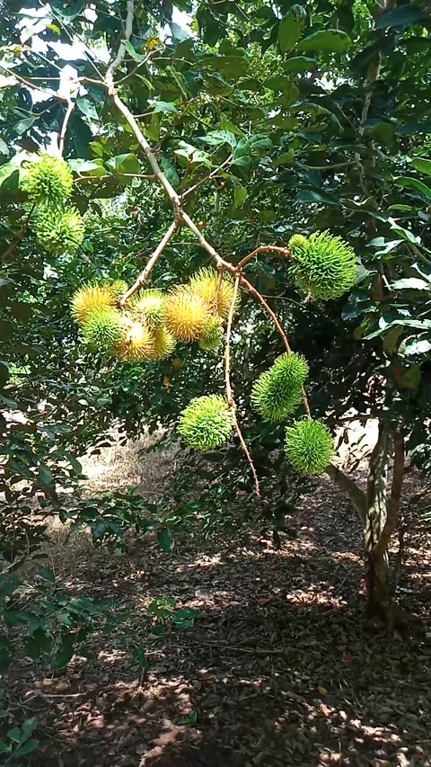 Rambutan fruit tree Stock Footage 211055801