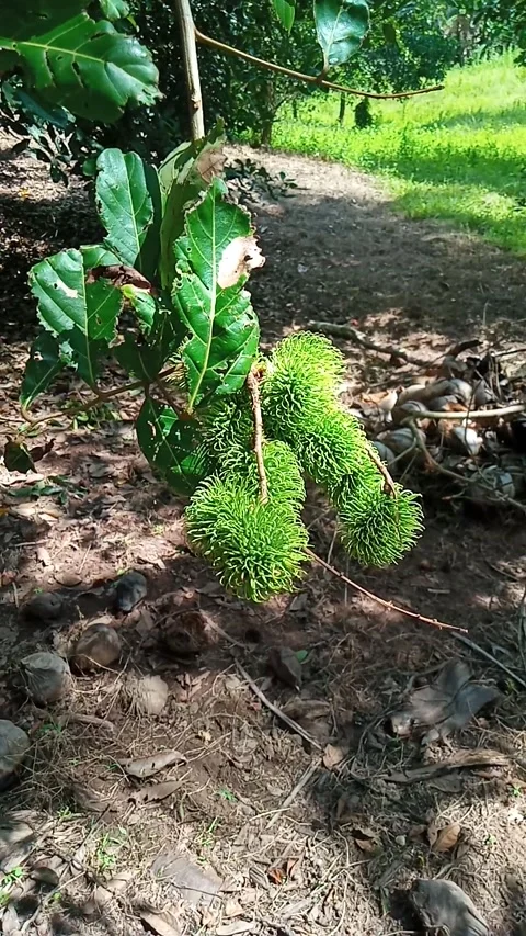 Rambutan fruit tree Stock Footage 211055860