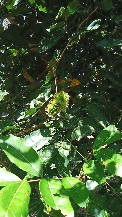 Rambutan fruit tree Stock Footage 211055977