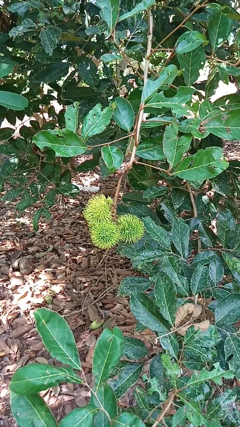 Rambutan fruit tree Stock Footage 211056051