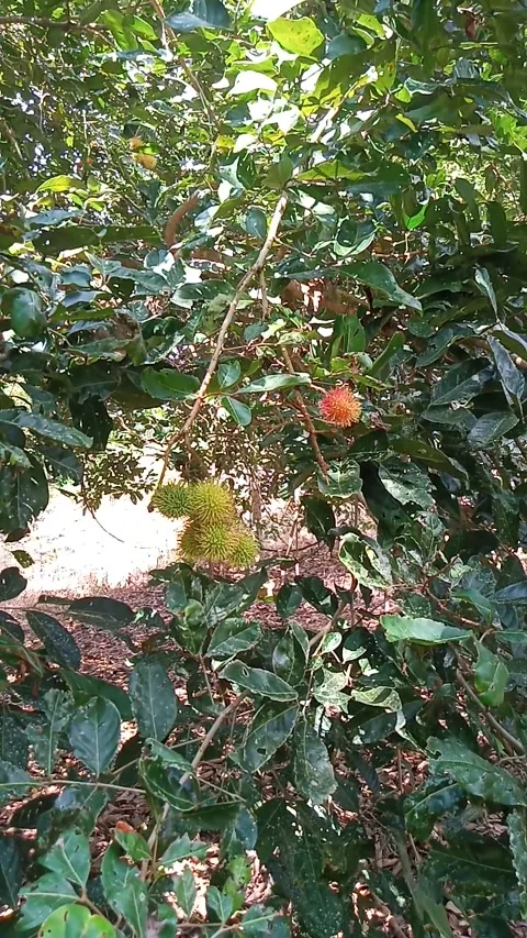 Rambutan fruit tree Stock Footage 211056105