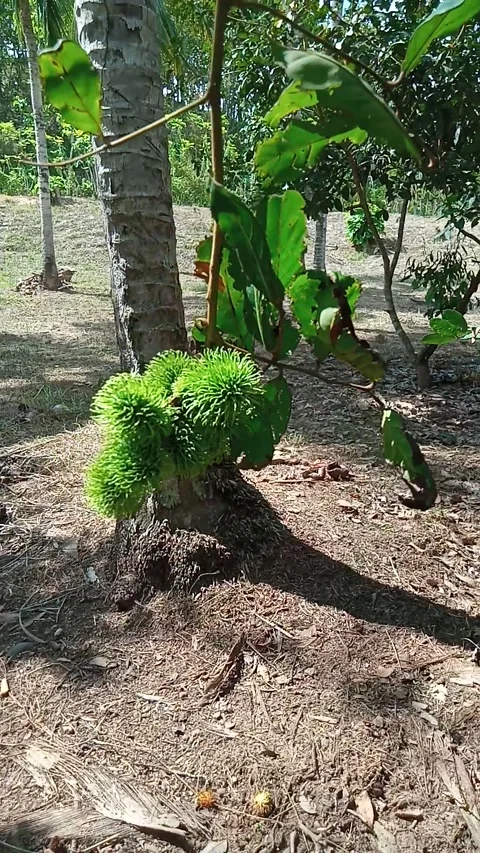 Rambutan fruit tree Stock Footage 211056195
