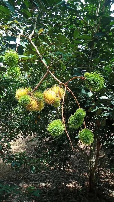 Rambutan fruit tree Stock Footage 211056251