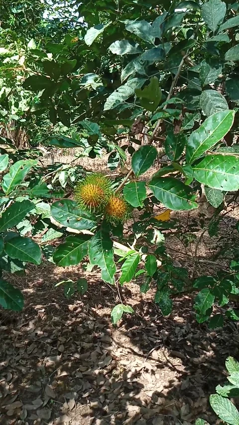 Rambutan fruit tree Stock Footage 211056263