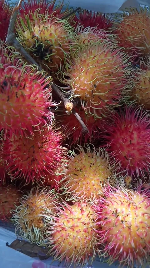 Rambutan fruit tree Stock Footage 211056300