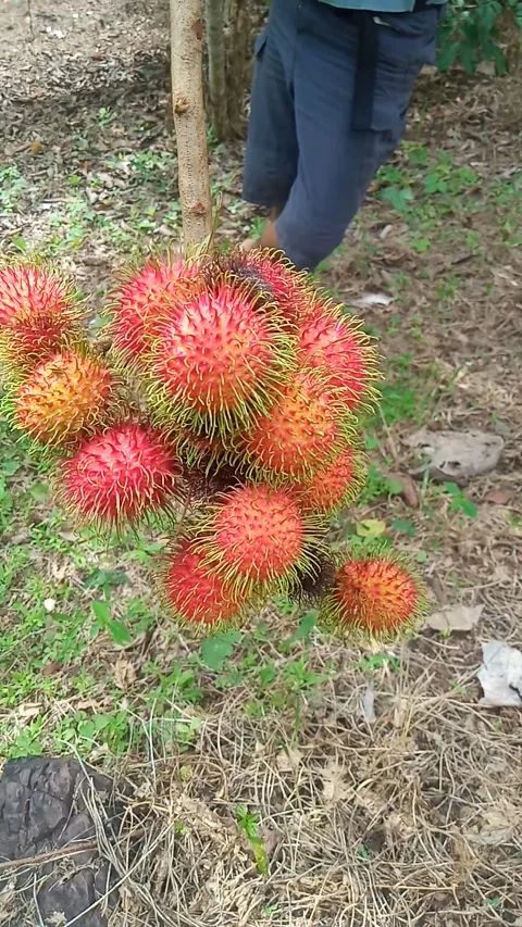 Rambutan fruit tree Stock Footage 211056376