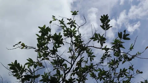 Rambutan fruit on the tree Stock Footage 229600096
