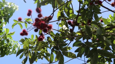 Rambutan fruit on the tree Stock Footage 233545547