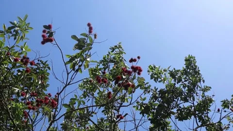 Rambutan fruit on the tree Stock Footage 233545559