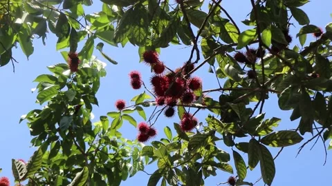 Rambutan fruit on the tree Stock Footage 233545566