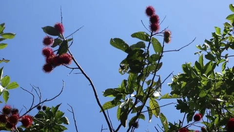 Rambutan fruit on the tree Stock Footage 233545575