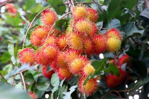 Rambutan fruit on tree Stock Photos