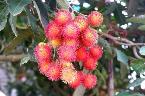 Rambutan fruit on tree Stock Photos